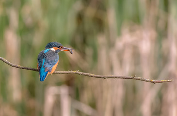 Female Eursian Kingfisher  [Alcedo atthis] perched on a branch on the river bank  with a small fish