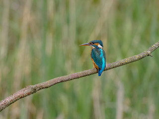Common Eurasian Kingfisher Male [Alcedo atthis]  river kingfisher sitting on a branch hunting for fish.