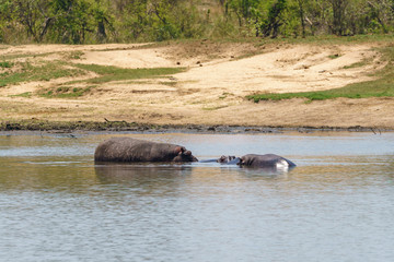 Hippopotamus (Hippopotamus amphibius) in South Africa