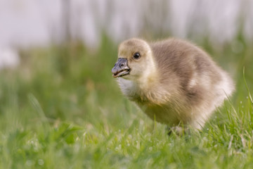 soft focus shot of a young goose chick  gosling green background