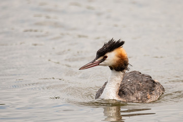 Great crested grebe Podiceps cristatus swimming in a lake
