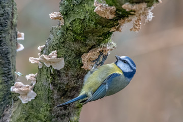 Eurasian Blue Tit ,Cyanistes caeruleus ringed, feeding naturally on fruiting body on a tree with moss