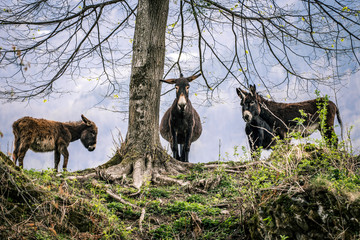 Donkey