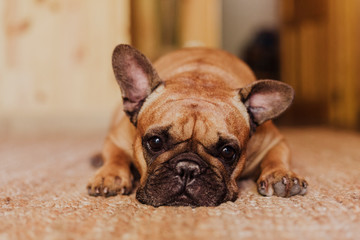 cute brown french bulldog lying at home and looking at the camera. Pets indoors concept