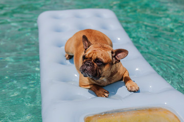 funny brown french bulldog sitting on an inflatable pad and relaxing at the swimming pool. Holidays, relax and vacation with dogs concept