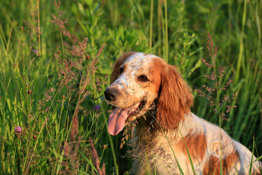 Portrait of a dog breed Russian hunting spaniel in nature in the field