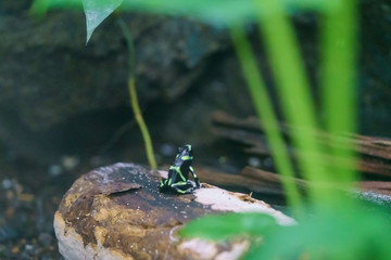 Green-and-Black Poison Dart Frog (Dendrobates auratus)