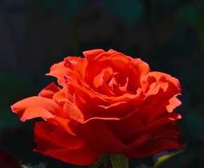 red rose