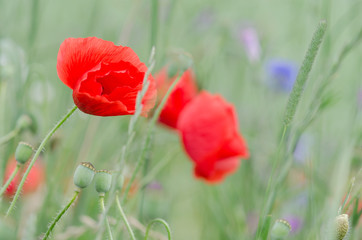 Blooming poppy flowers on a rural field in Switzerland. Shallow depth of field.