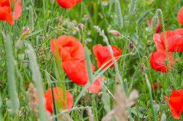 Blooming poppy flowers on a rural field in Switzerland. Shallow depth of field.