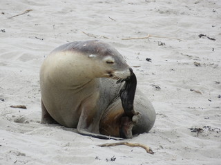 Seal