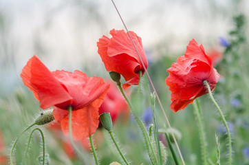 Blooming poppy flowers on a rural field in Switzerland. Shallow depth of field.
