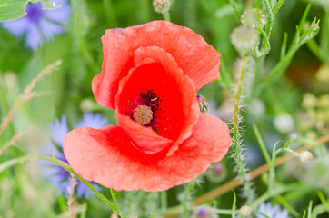 Blooming poppy flowers on a rural field in Switzerland. Shallow depth of field.
