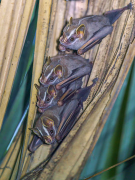 Tent-making Bat (Uroderma Bilobatum) Taken In Costa Rica