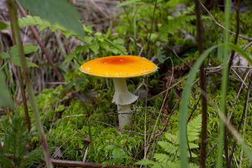 Environmental-friendly wood. The green nature of the forest and growing mushrooms.