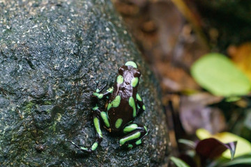 Green-and-Black Poison Dart Frog (Dendrobates auratus)