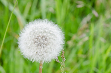 Fluffly white blowball of dandelion flower on a wild field. Copy space with bokeh effect.