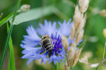 Bee on blue blooming cornflower. Close up shot with shallow depth of field. Pollination. Shallow depth of field with bokeh effect and copy space.