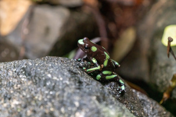 Green-and-Black Poison Dart Frog (Dendrobates auratus)