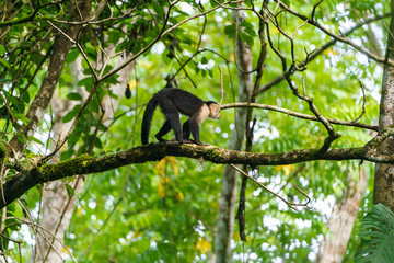 capuchin monkey (Cebus capucinus), taken in Costa Rica