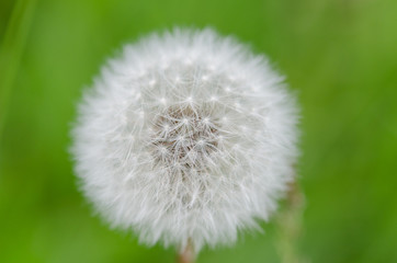 Fluffly white blowball of dandelion flower on a wild field.