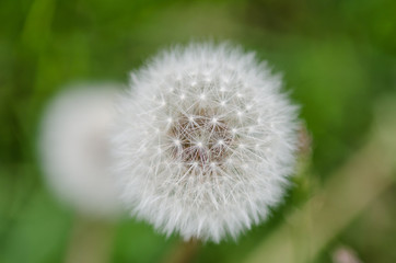 Fluffly white blowball of dandelion flower on a wild field.