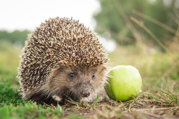 hedgehog on the grass
