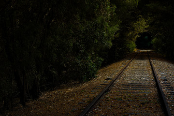 Fototapeta premium Path in the forest