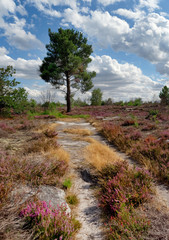 Fototapeta na wymiar Purple heather on Coquibus plateau in Fontainebleau forest