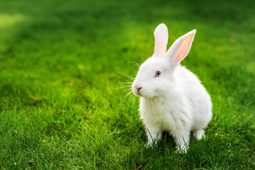 Cute adorable white fluffy rabbit sitting on green grass lawn at backyard. Small sweet bunny walking by meadow in green garden on bright sunny day. Easter nature and animal background