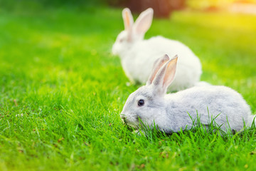 Pair of Cute adorable white and grey fluffy rabbit sitting on green grass lawn at backyard.Small sweet bunny walking by meadow in green garden on bright sunny day. Easter nature and animal background
