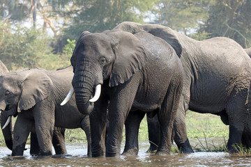 Male African Elephant