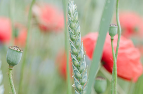 Cereal wheat in close up view with shallow depth of field. Detail of crops on field in Switzerland. Shallow depth oif field.