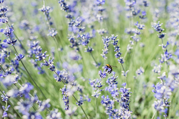 Fototapeta premium selective focus of bee on blooming purple lavender flowers in summertime
