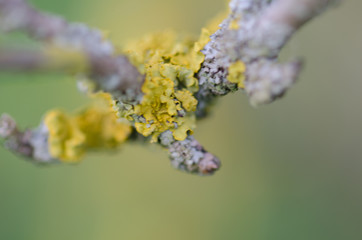 Branches of a tree with shallow depth of field and bokeh effect. Lichen on small branch.