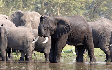 Male African elephant with large tusks