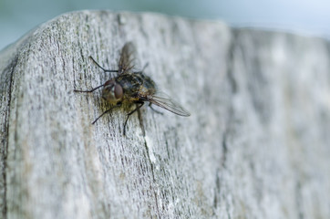 CLose up shot of housefly on wooden background. Macro with shallow depth of field and bokeh effect.