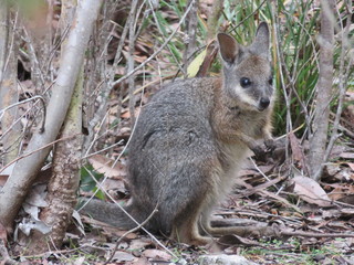 Wallaby