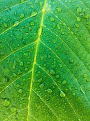 Close up texture of green leaf with water drops