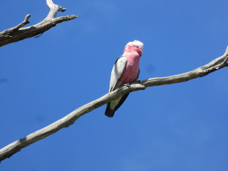 Pink ara