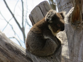 Koala