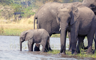 Fototapeta premium Baby African elephant with family