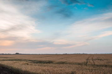 Fototapeta premium A field with ears of wheat.