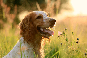 Portrait of a dog breed Russian hunting spaniel in nature in a field in the sunlight
