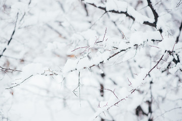 Nature background. Winter forest. Forest covered by fresh snow during Winter Christmas time. The winter scene with white snow foreground.