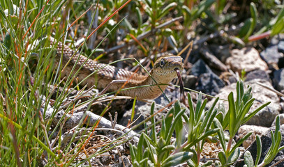 Cottonmouth poison snake in South Kazakhstan.