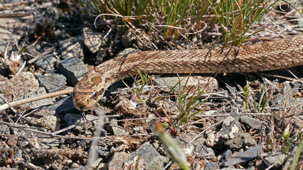 Cottonmouth poison snake in South Kazakhstan.