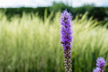 selective focus of blooming purple lupines in summertime