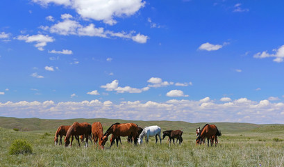 Horse herd on the spring pasture.