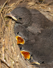 Chicks in a nest with open beaks asking for food